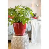 LECHUZA Pot de fleurs - Classico Premium LS 21 - Ř 22 x 20 cm - 3 L - Kit complet - Arrosage automatique - Rouge scarlet brillant