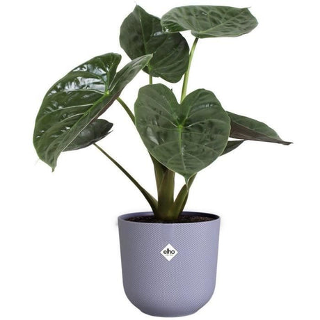 ELHO Lot de 3 pots de fleurs rond Jazz - Ř14xH13,1, Ř16xH15,3, Ř19xH17,6 cm - 7 L - Lila et Blanc