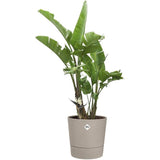 Pot de fleur rond - ELHO - Foss Rond 43 - 39 L - Ř 43 x H 43 cm - Beige - Extérieur
