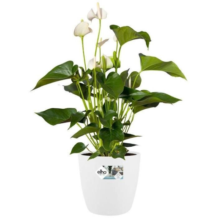 ELHO Lot de 2 pots de fleurs rond a roulettes Brussels - Ř35 x H33 cm et Ř39 x H36,5 cm - 55 L - Blanc