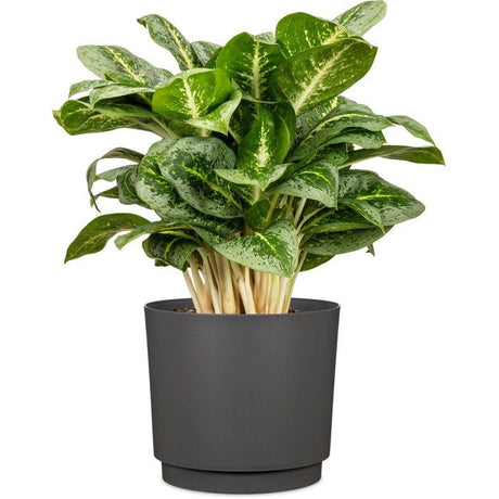 Cache-pot rond - GARDEN ID - Plano - Ř 25 - 7 L - H 22 cm - Anthracite