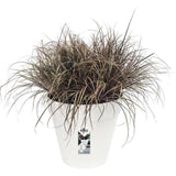 ELHO Lot de 2 pots de fleurs rond Loft Urban - 19 L  - Ř 28.5 x H 26 cm - Noir