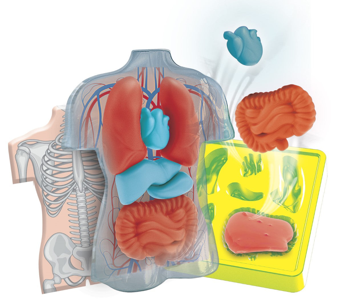 Mini Labo d'anatomie CLEMENTONI