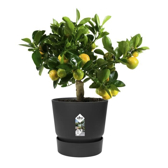 ELHO Pot de fleurs rond Greenville 30 - Extérieur - Ř 29,5 x H 27,8 cm - Vivre noir