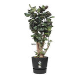 ELHO Pot de fleurs rond Greenville 40 - Extérieur - Ř 39 x H 36,8 cm - Vivre noir
