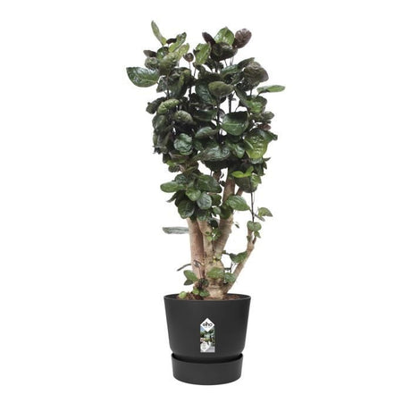 ELHO Pot de fleurs rond Greenville 40 - Extérieur - Ř 39 x H 36,8 cm - Vivre noir