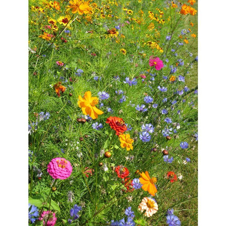 Mélange de fleurs pour coccinelles - BHS - 230 g - 15 variétés annuelles et 7 vivaces