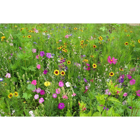 Mélange de fleurs pour papillons - BHS - 230 g - 39 variétés vivaces et annuelles