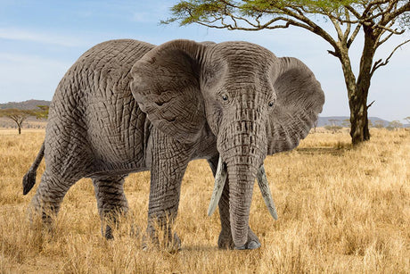Figurine Eléphant d'Afrique femelle, Schleich 14761 Wild Life, des 5 ans